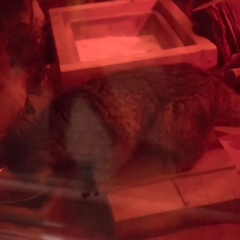 恩賜上野動物園のナイマの写真