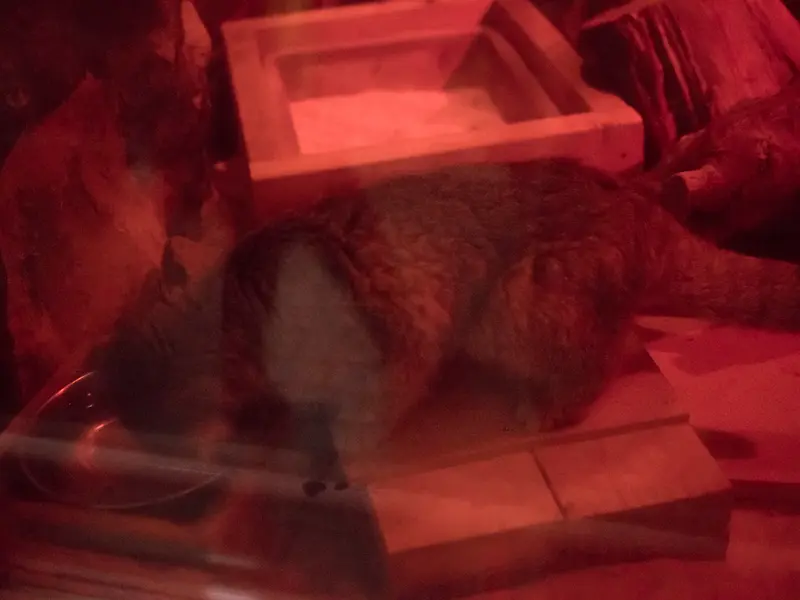 恩賜上野動物園のナイマの写真