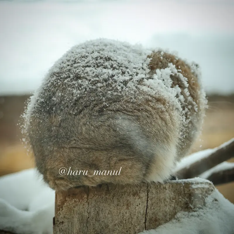 那須どうぶつ王国のレフの写真