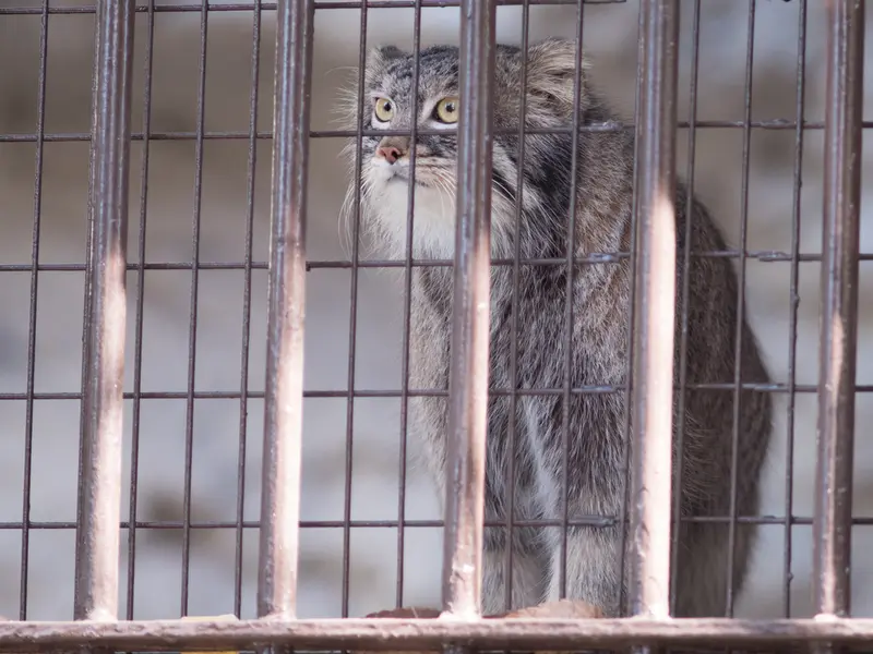 野毛山動物園のフィーガの写真