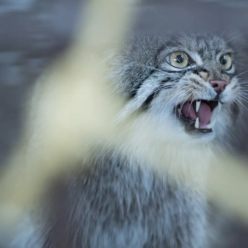 野毛山動物園のフィーガの写真