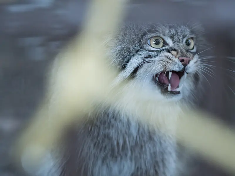 野毛山動物園のフィーガの写真