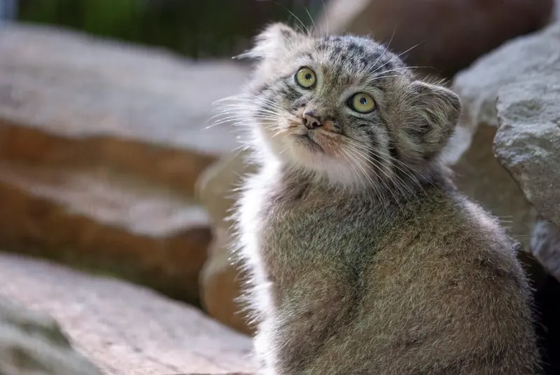 クラクフ動物園のマヌルネコの写真