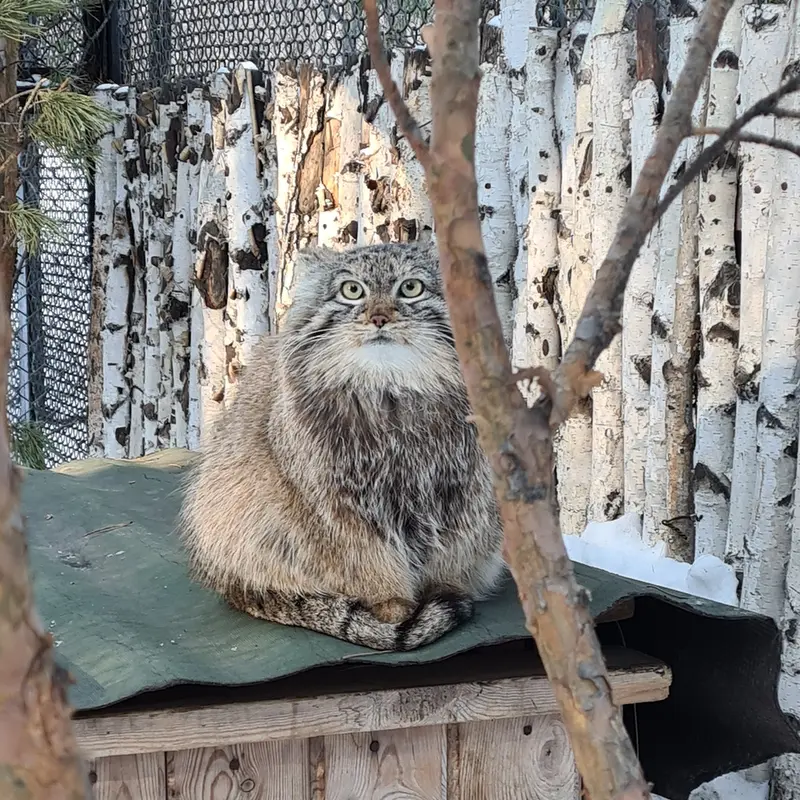 ノヴォシビルスク動物園のエマの写真