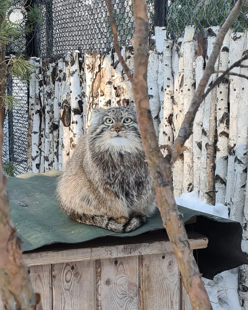 ノヴォシビルスク動物園のエマの写真