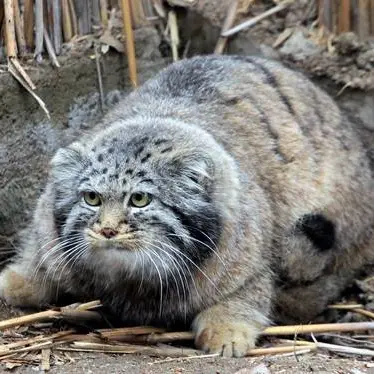カラコル動物園のクニャージュナ・カラコリスカヤの写真