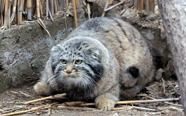 カラコル動物園のクニャージュナ・カラコリスカヤの写真
