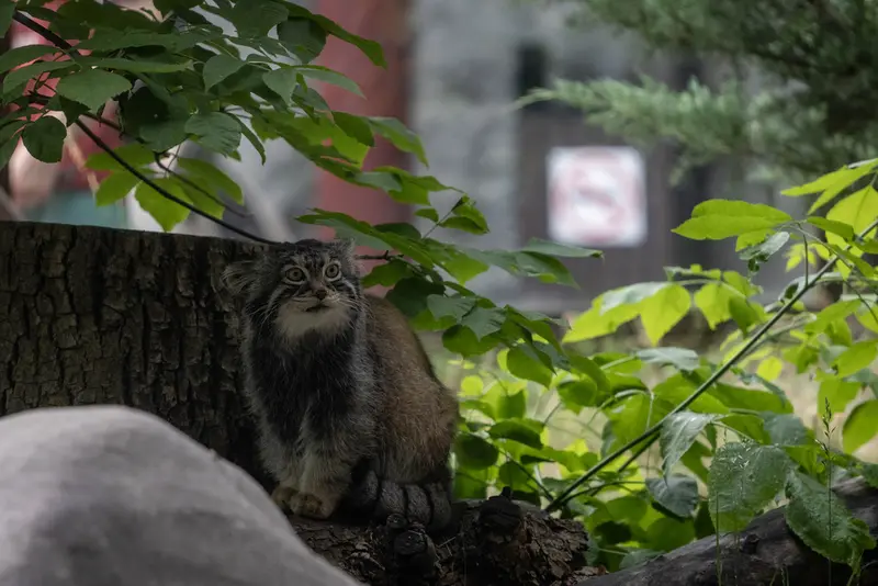 モスクワ動物園のティモフェイの写真