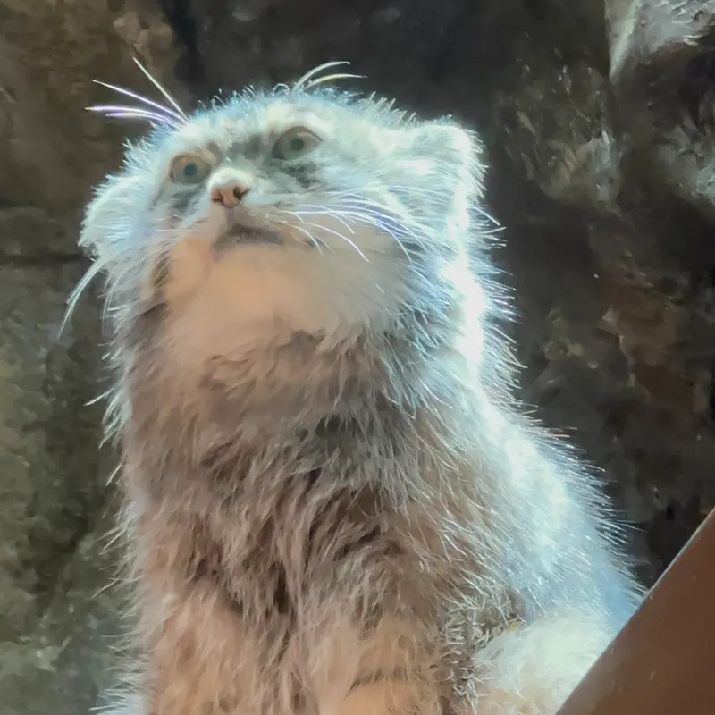 恩賜上野動物園のプリームラの写真