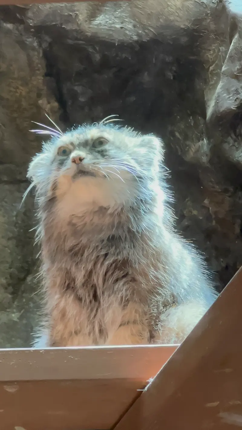 恩賜上野動物園のプリームラの写真