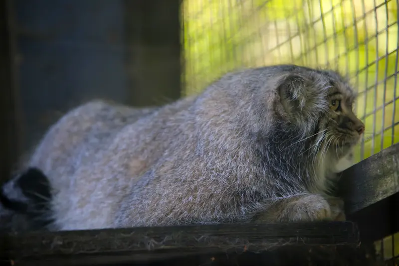 コシツェ動物園のアイセンの写真