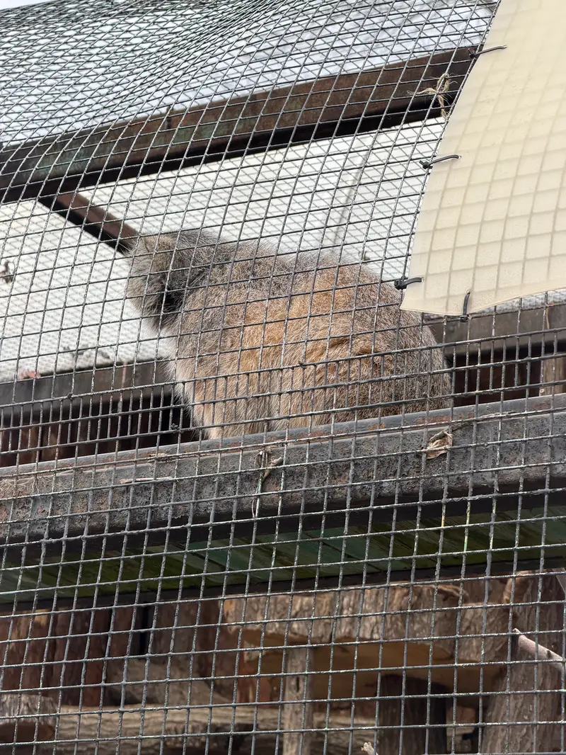 レニングラード動物園のシューの写真
