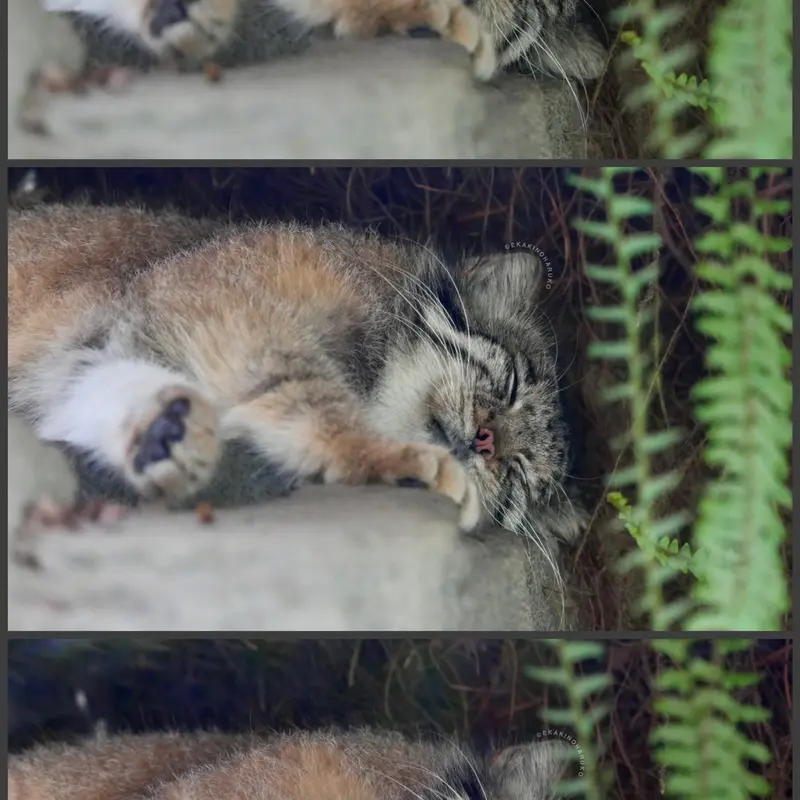 神戸どうぶつ王国のアズの写真