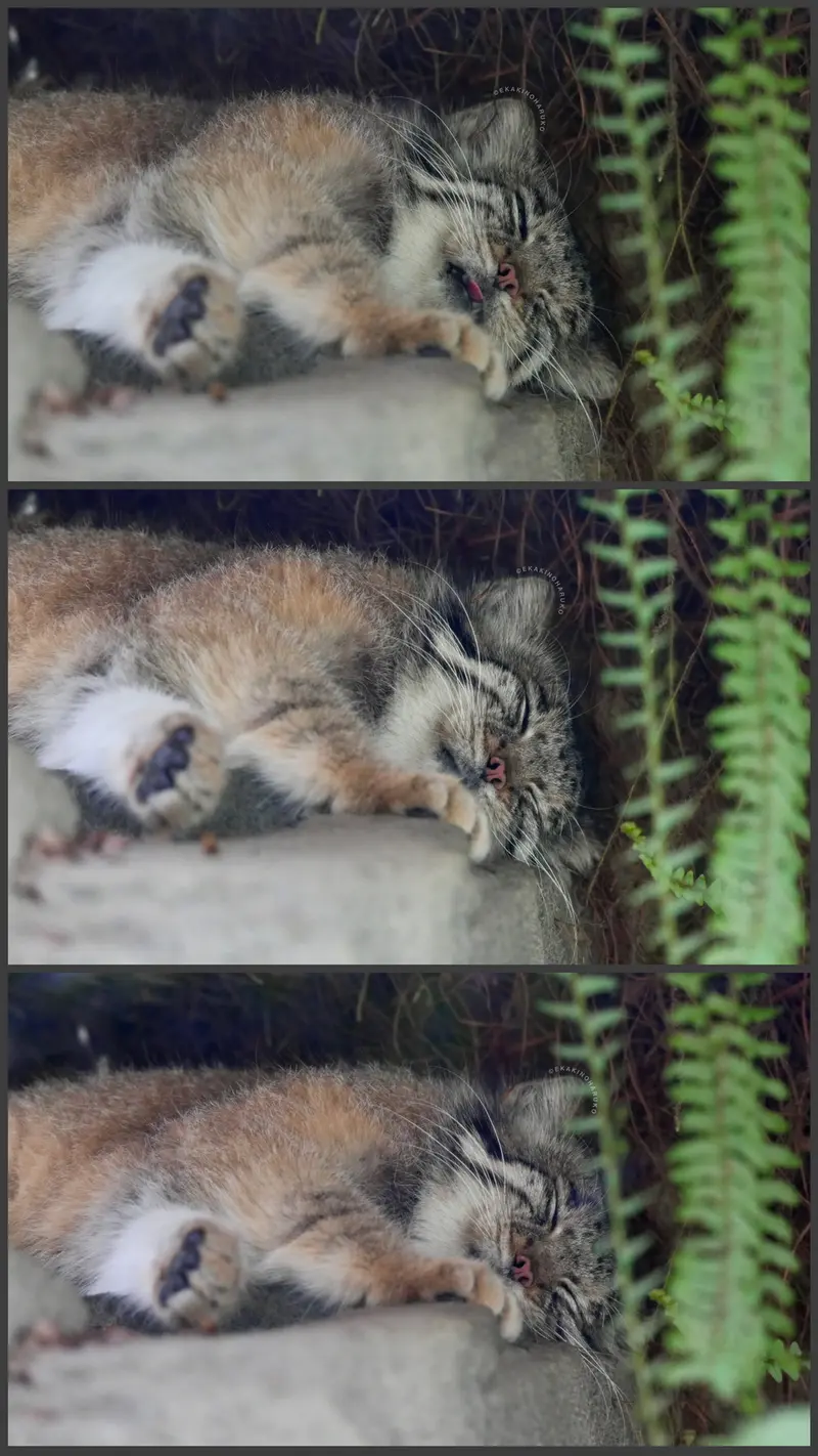 神戸どうぶつ王国のアズの写真
