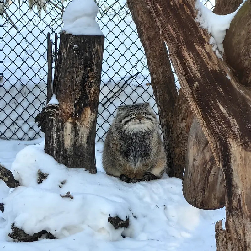 ノヴォシビルスク動物園のエルフの写真