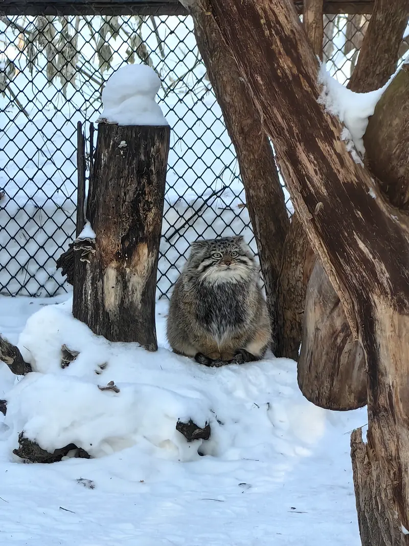 ノヴォシビルスク動物園のエルフの写真