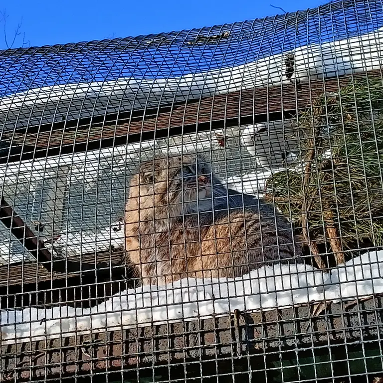 レニングラード動物園のシューの写真