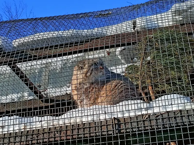 レニングラード動物園のシューの写真