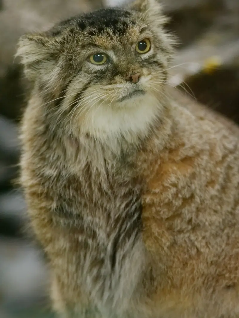 恩賜上野動物園のプリームラの写真