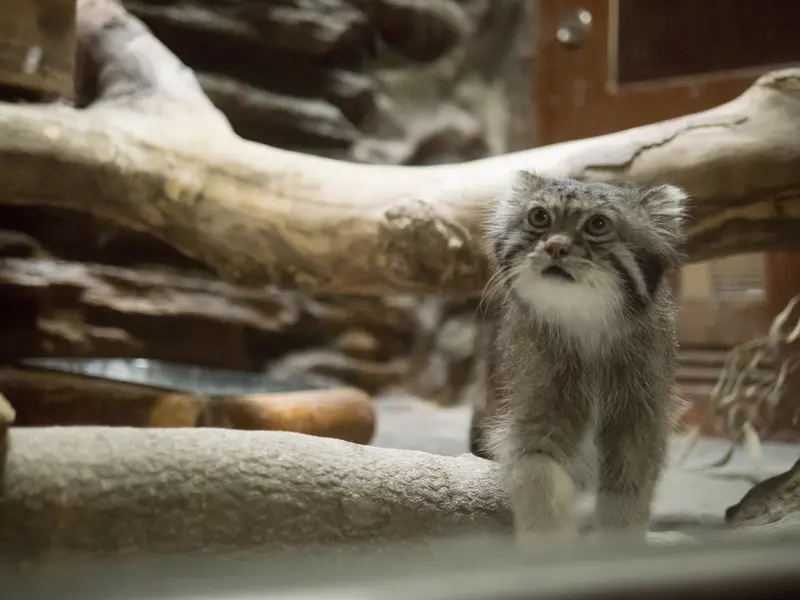 恩賜上野動物園のクリョンの写真