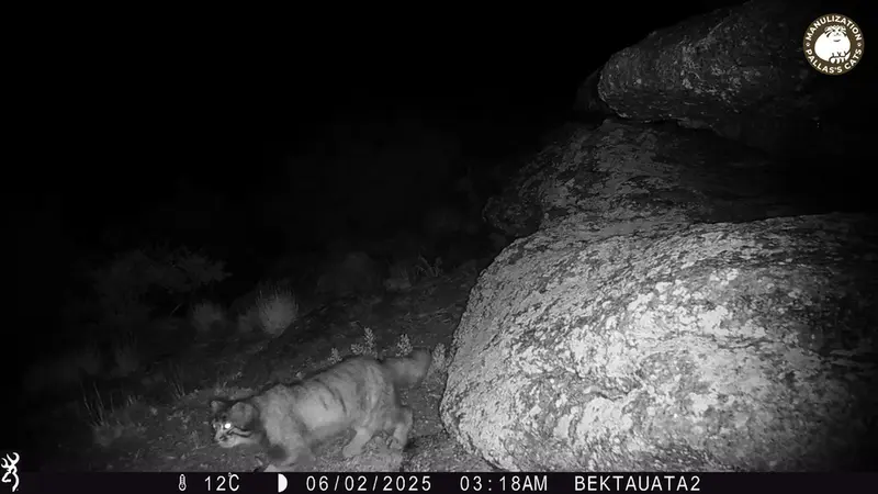 ベクタウアタ 2カメラトラップで撮影したOtocolobus manul manulの写真