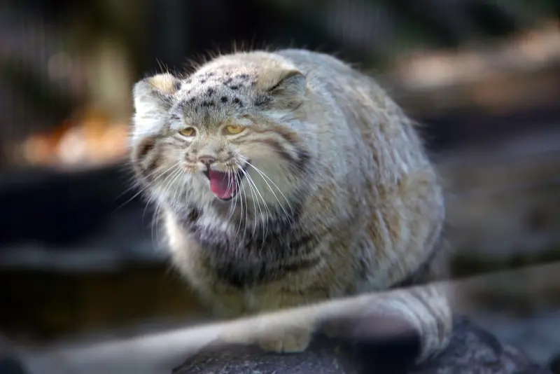 コシツェ動物園のアラニの子（2026年生まれ）Ⅱの写真