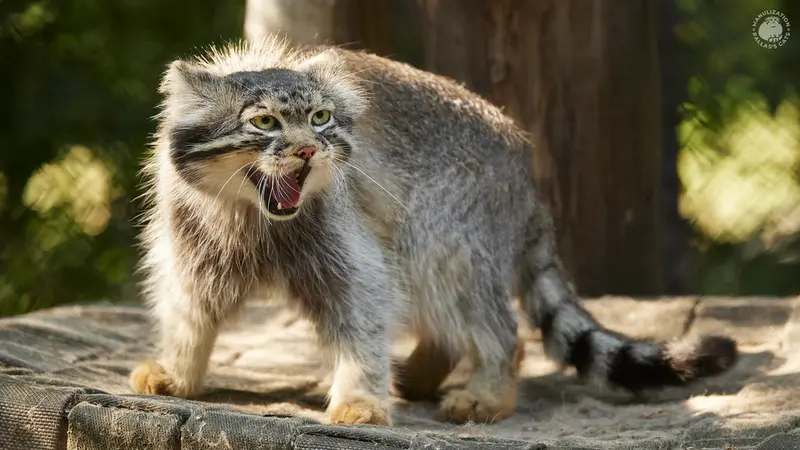ノヴォシビルスク動物園のジョージの写真