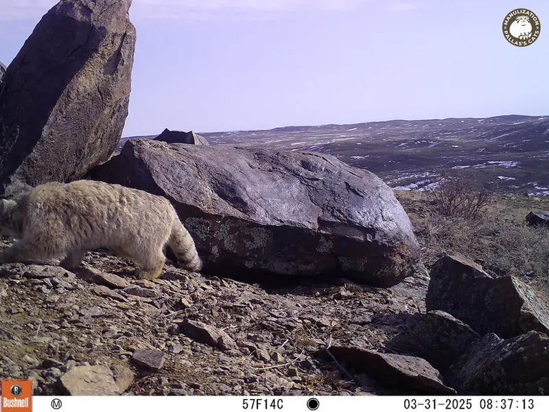 コシュカルカメラトラップで撮影したOtocolobus manul manulの写真