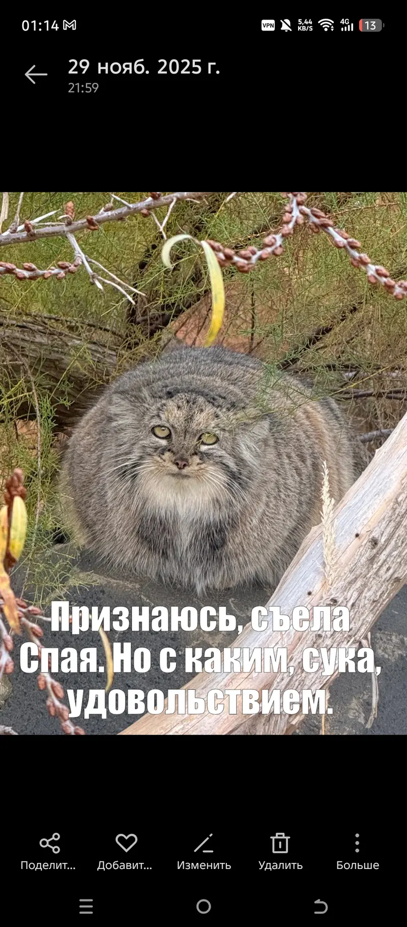 マヌルネコの写真