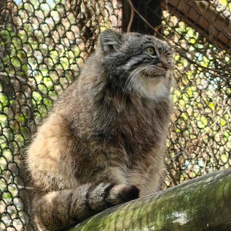 ノヴォシビルスク動物園のルフの写真