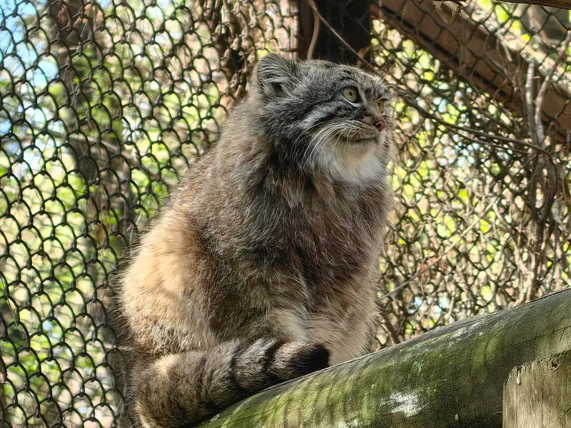 ノヴォシビルスク動物園のルフの写真