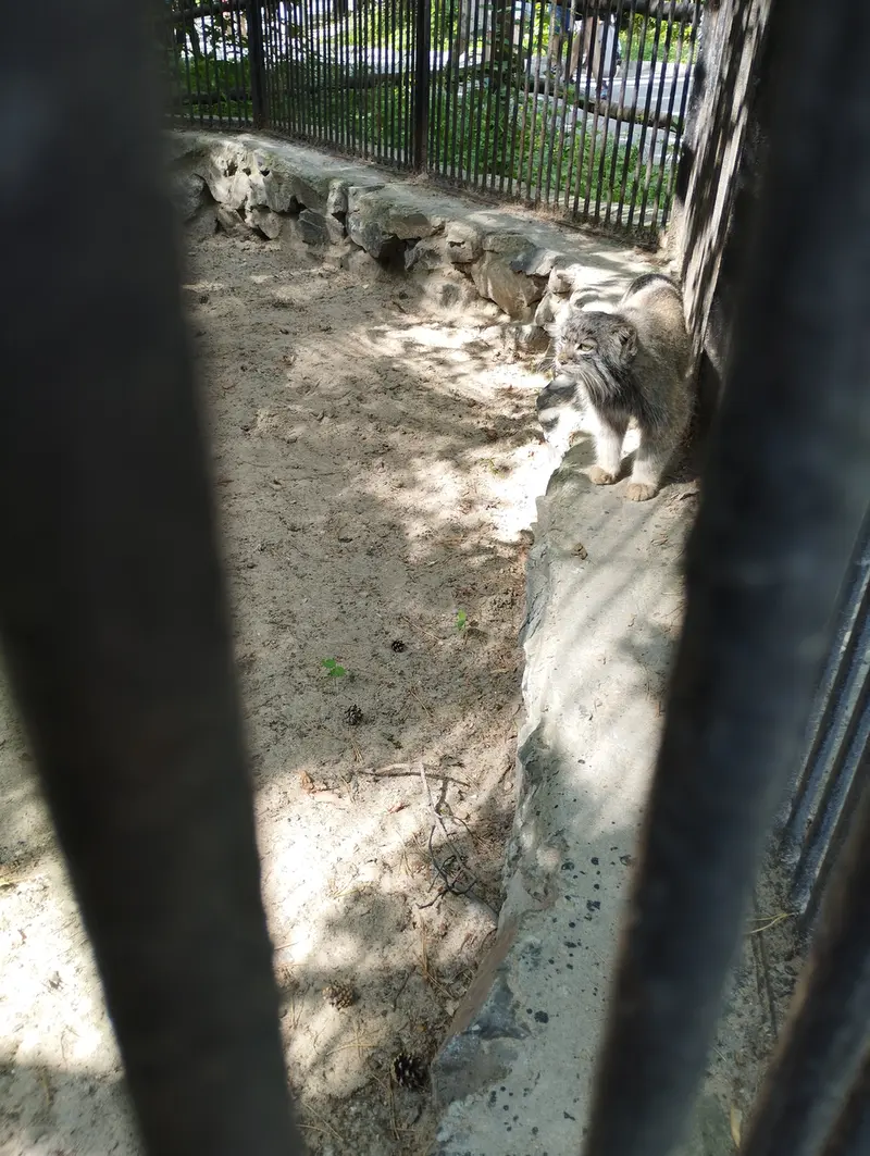 ノヴォシビルスク動物園のマヌルネコの写真