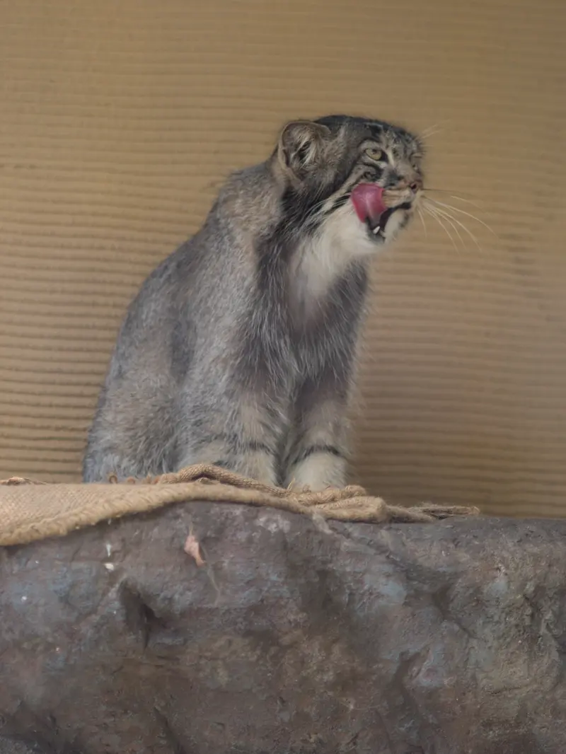 旭山動物園のヒデの写真