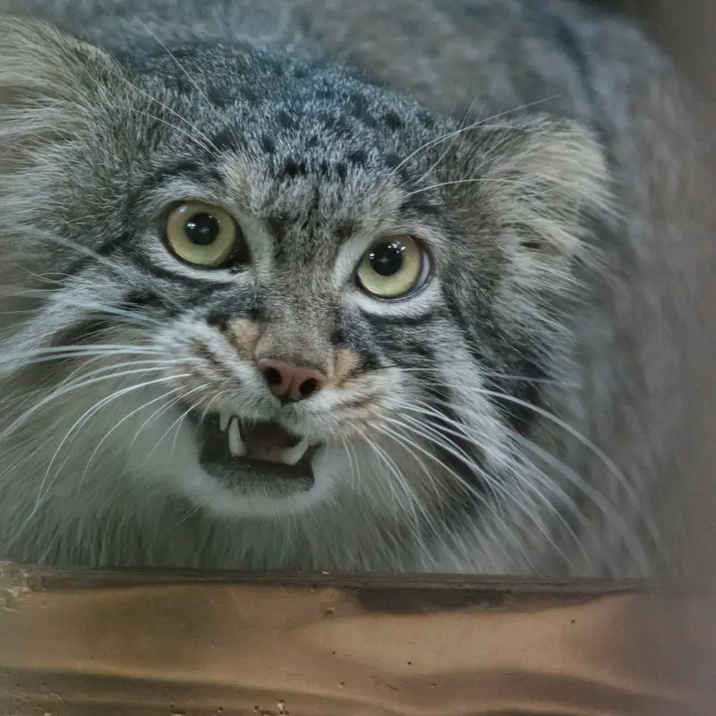 野毛山動物園のフィーガの写真