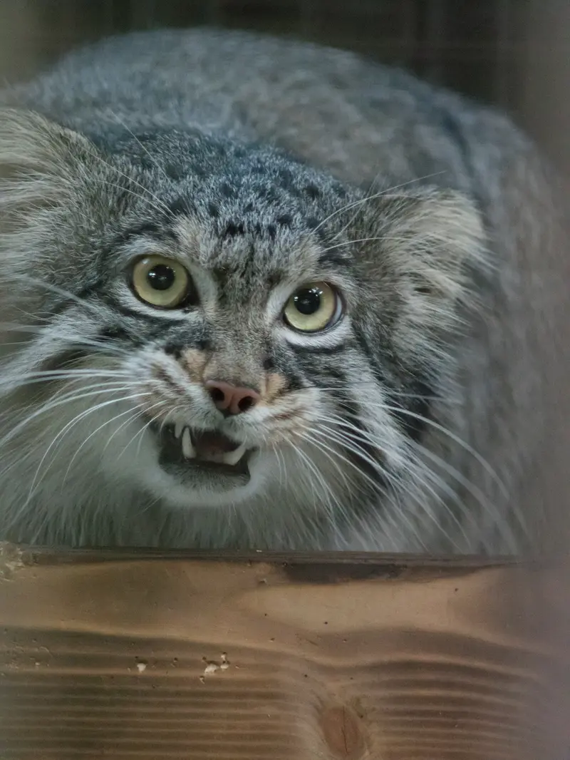 野毛山動物園のフィーガの写真