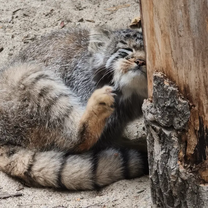 ノヴォシビルスク動物園のイヴの子（2026年生まれ）Ⅳの写真