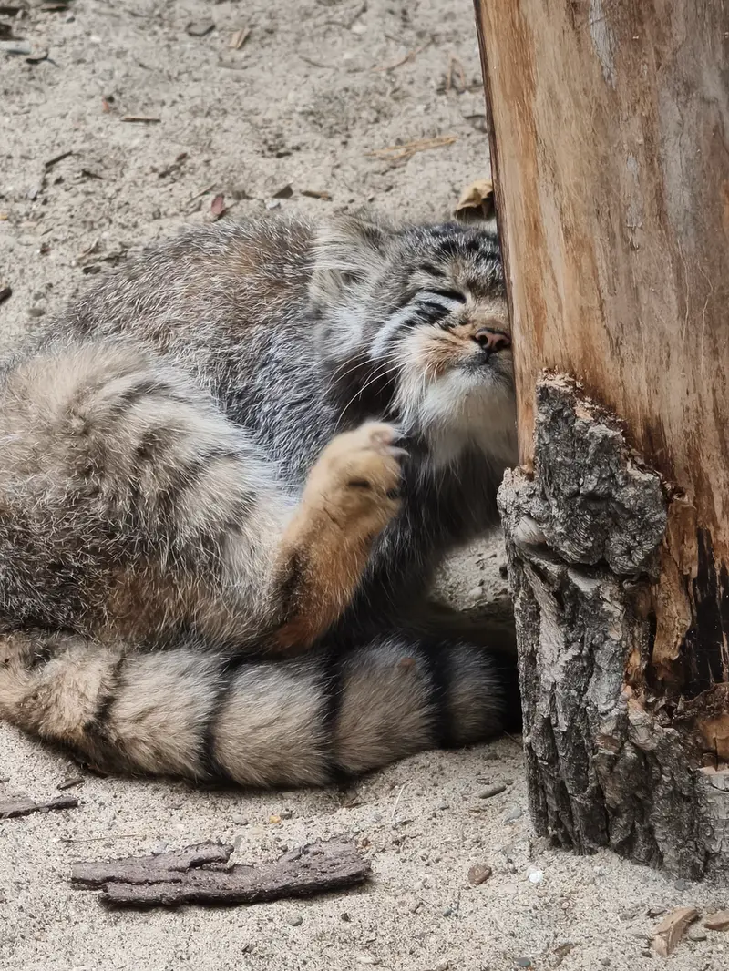 ノヴォシビルスク動物園のマヌルネコの写真