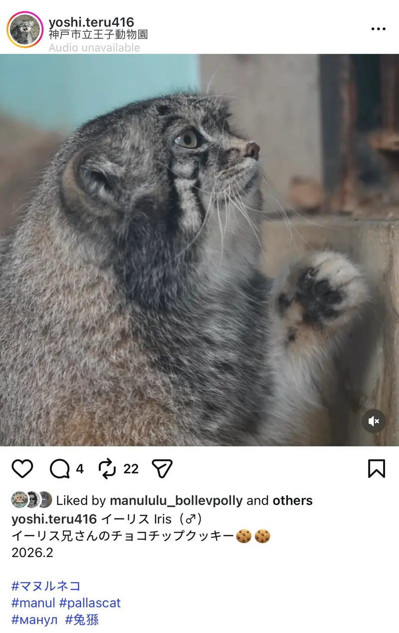 マヌルネコの写真