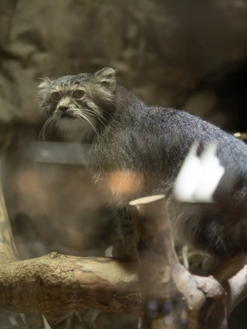 恩賜上野動物園のクリョンの写真