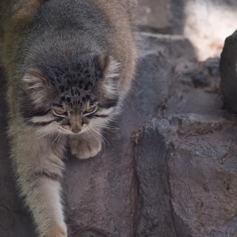 旭山動物園のグルーシャの写真