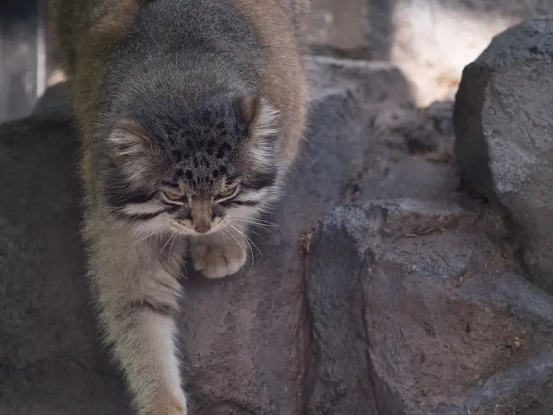 旭山動物園のグルーシャの写真