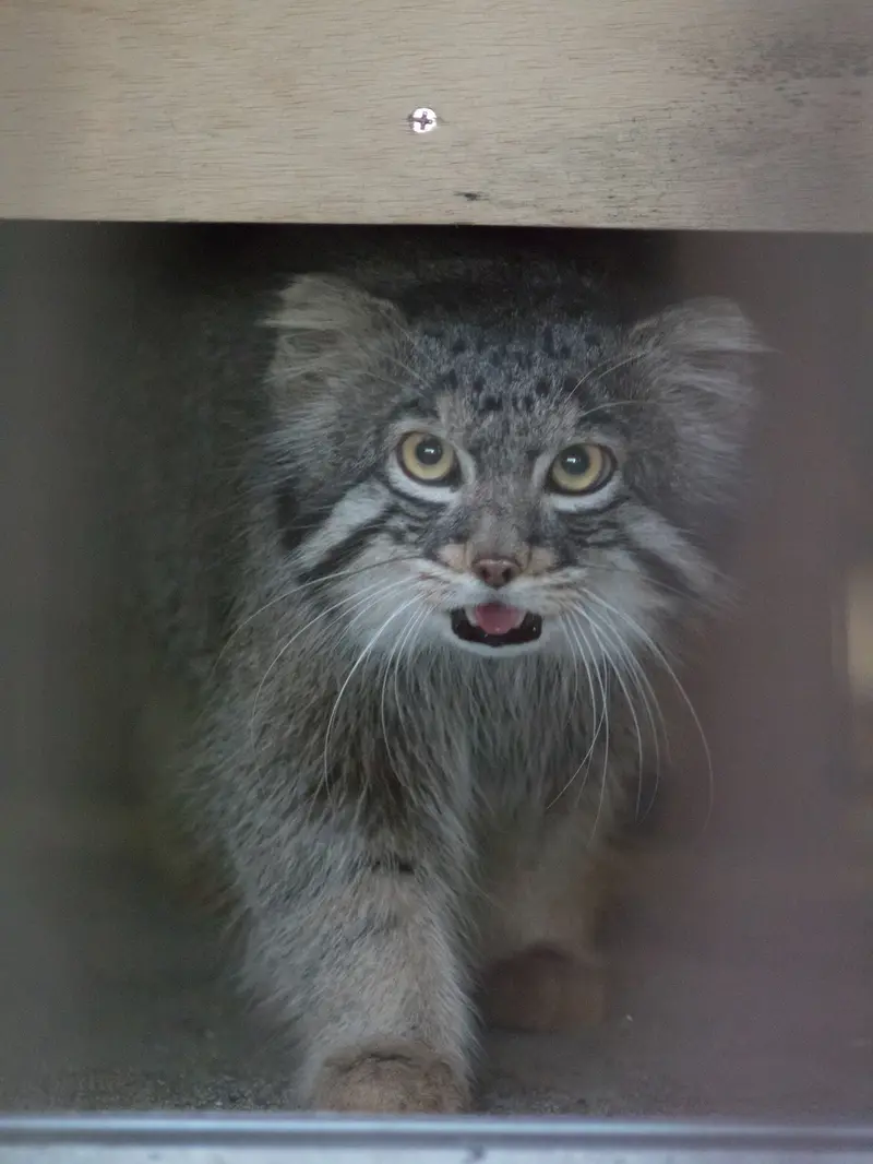 野毛山動物園のフィーガの写真