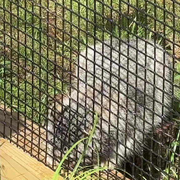 エルムウッド・パーク動物園のマヌルネコの写真