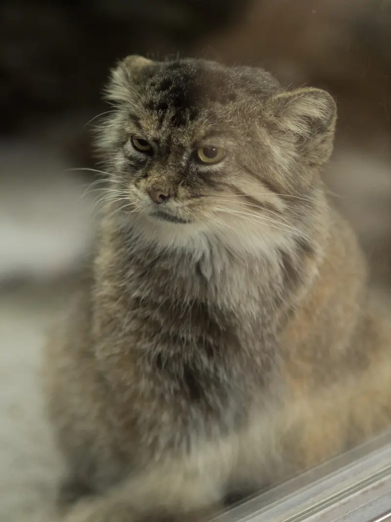 恩賜上野動物園のプリームラの写真