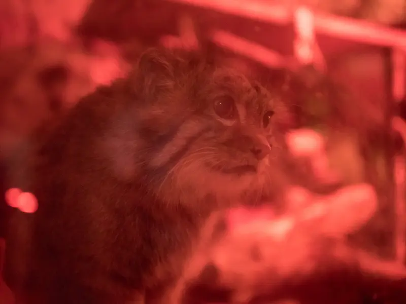 恩賜上野動物園のナイマの写真