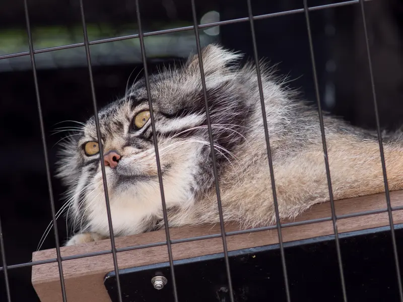 旭山動物園のグルーシャの写真