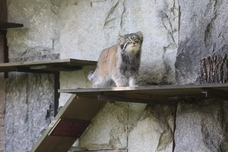 モスクワ動物園のティモフェイの写真