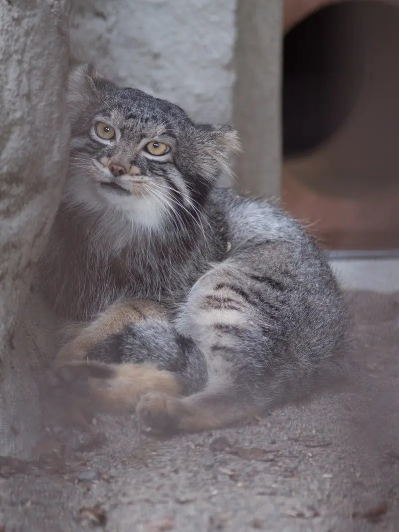 野毛山動物園のフィーガの写真