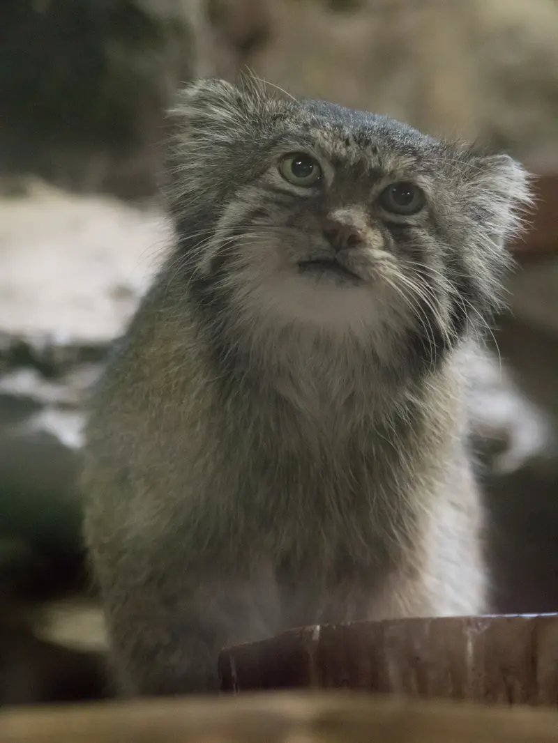 恩賜上野動物園のクリョンの写真