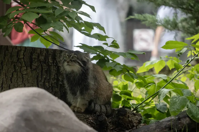 モスクワ動物園のティモフェイの写真